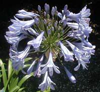 agapanthus