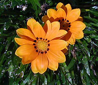 calendula