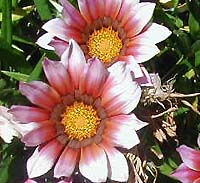 gazania