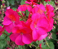 geranium