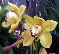 orchid