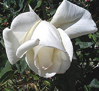 rose white